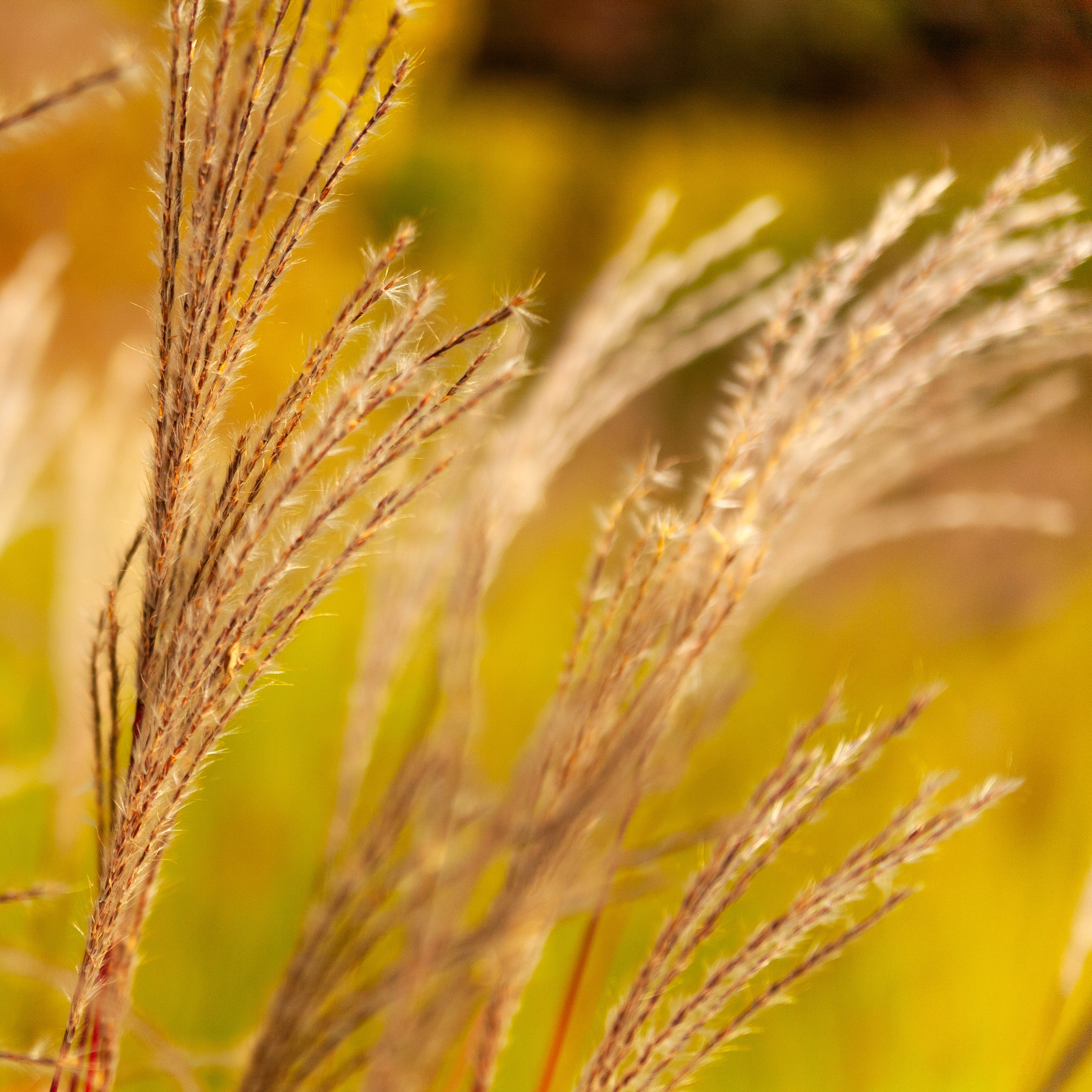 Winter Bird Food On Improved Grassland CIGL2 | SFI Mix | ProGreen