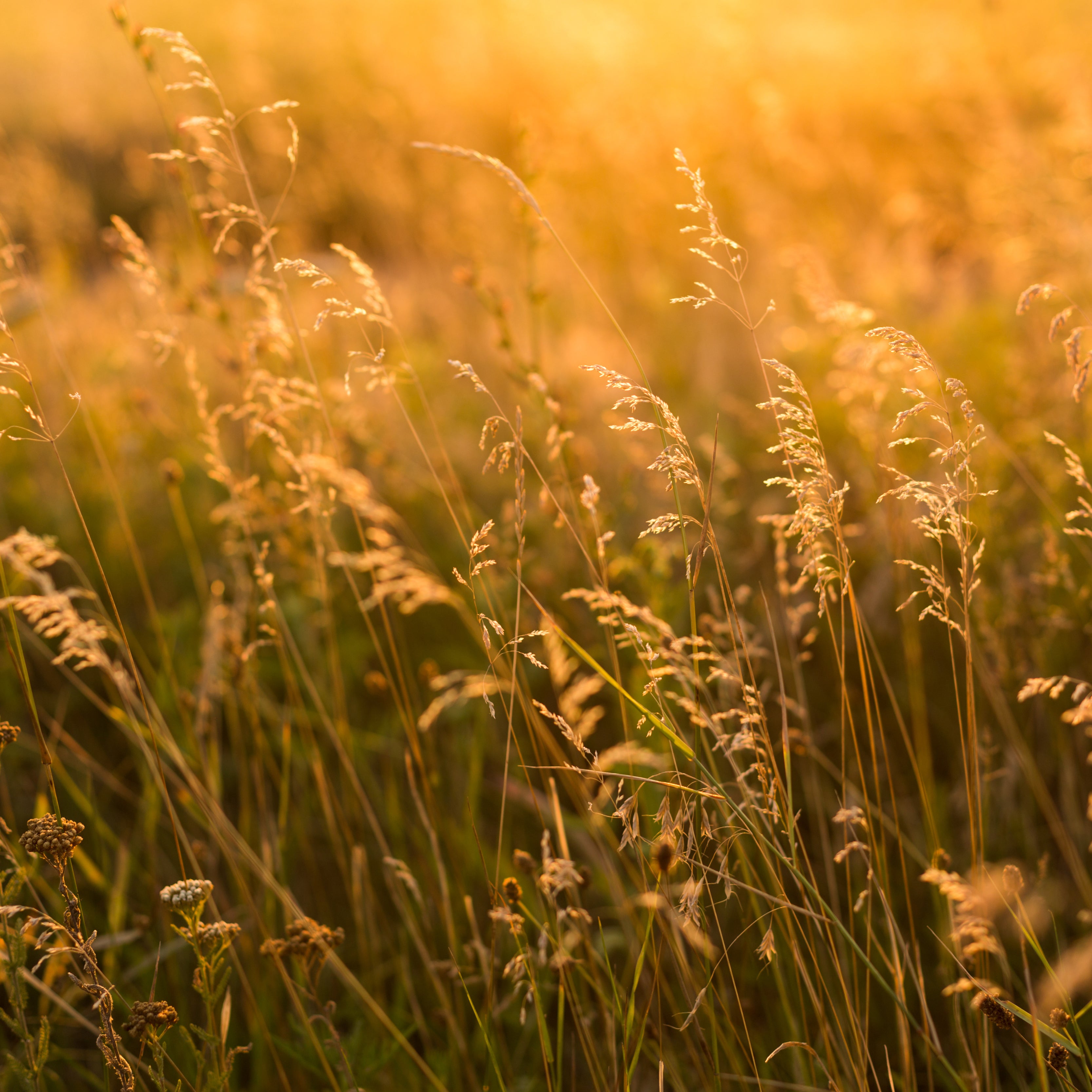 Arable Reversion Grassland Recreation Mix (CAHL4) | ProGreen