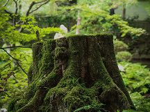 Kill Moss On  Hard Surfaces