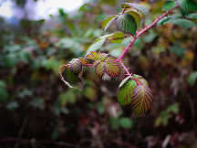 Japanese Knotweed