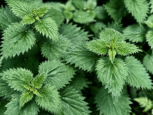 How To Control  Brambles