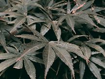Controlling Common Nettles