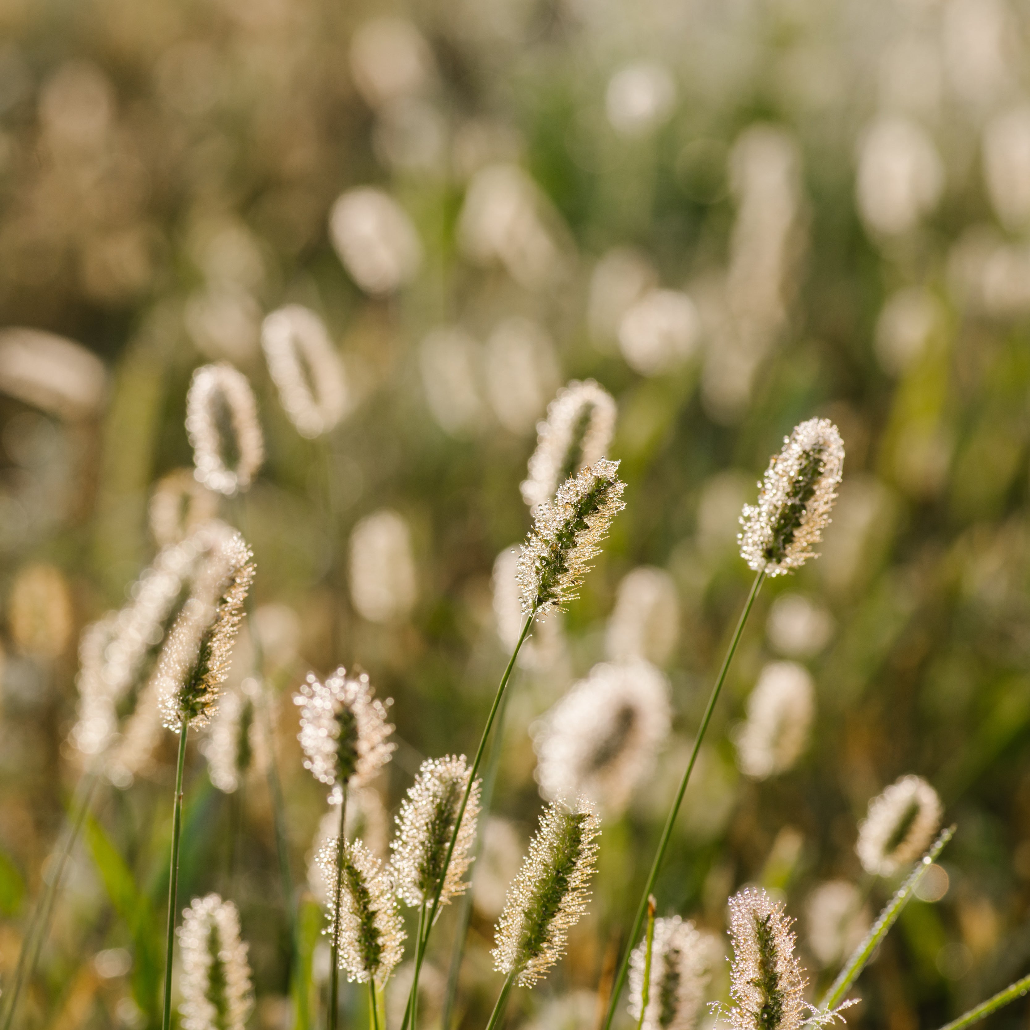 4/6 Metre Grass & Buffer Strip (CAHL4) | SFI Seed | ProGreen