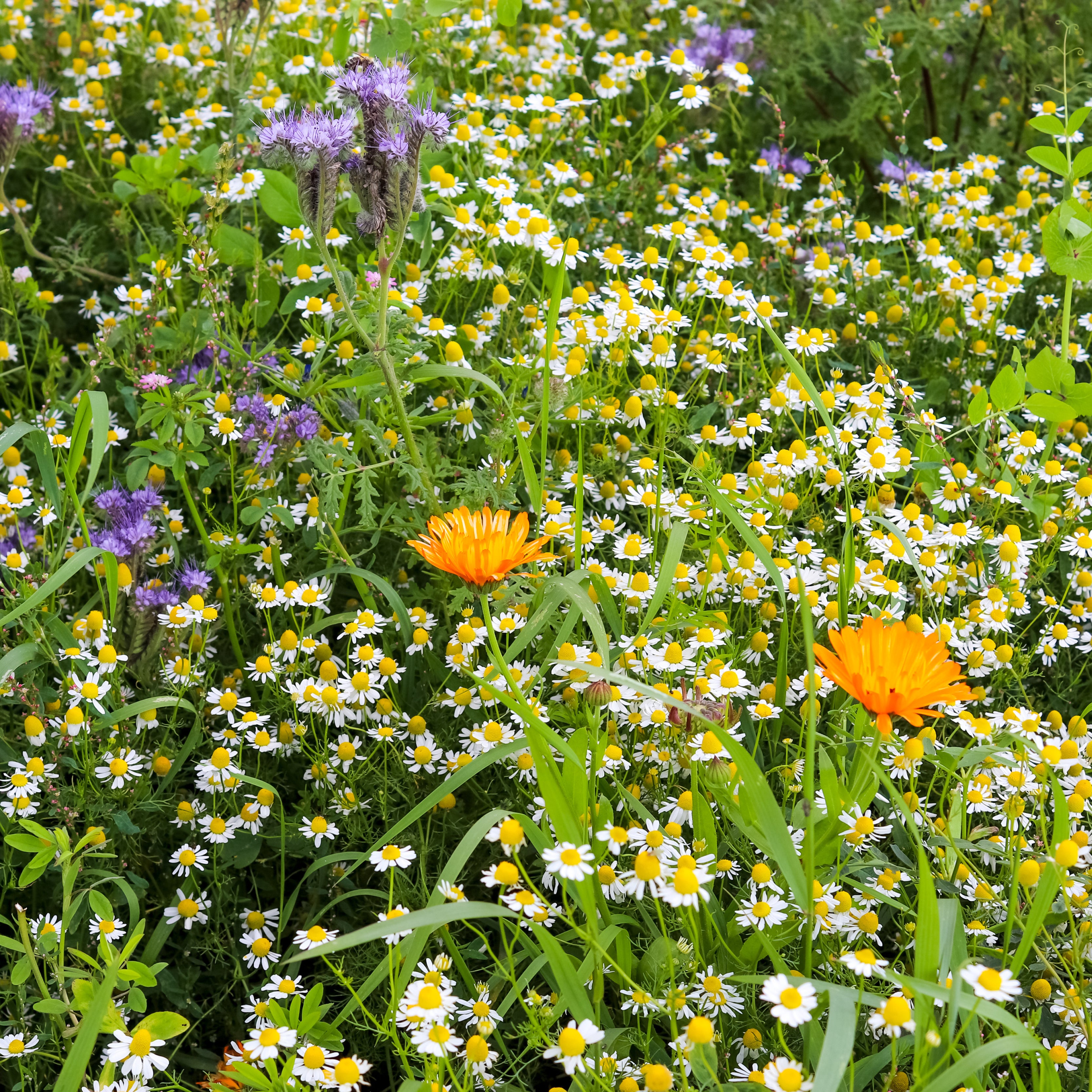 Herbal Ley Economy (CSAM3) SFI Mix | SFI Seed | ProGreen