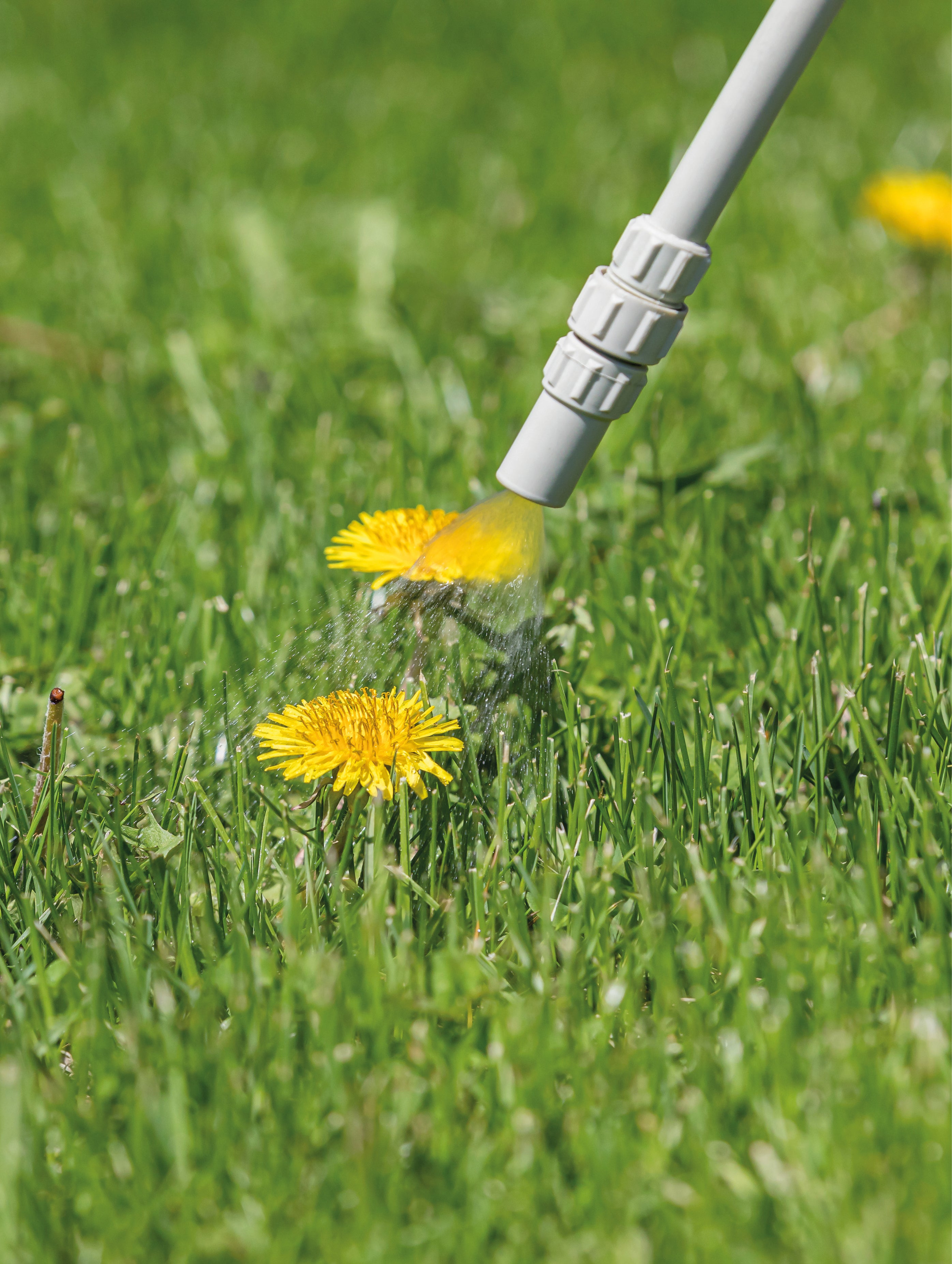 Weeds on a lawn being sprayed with weedkiller.