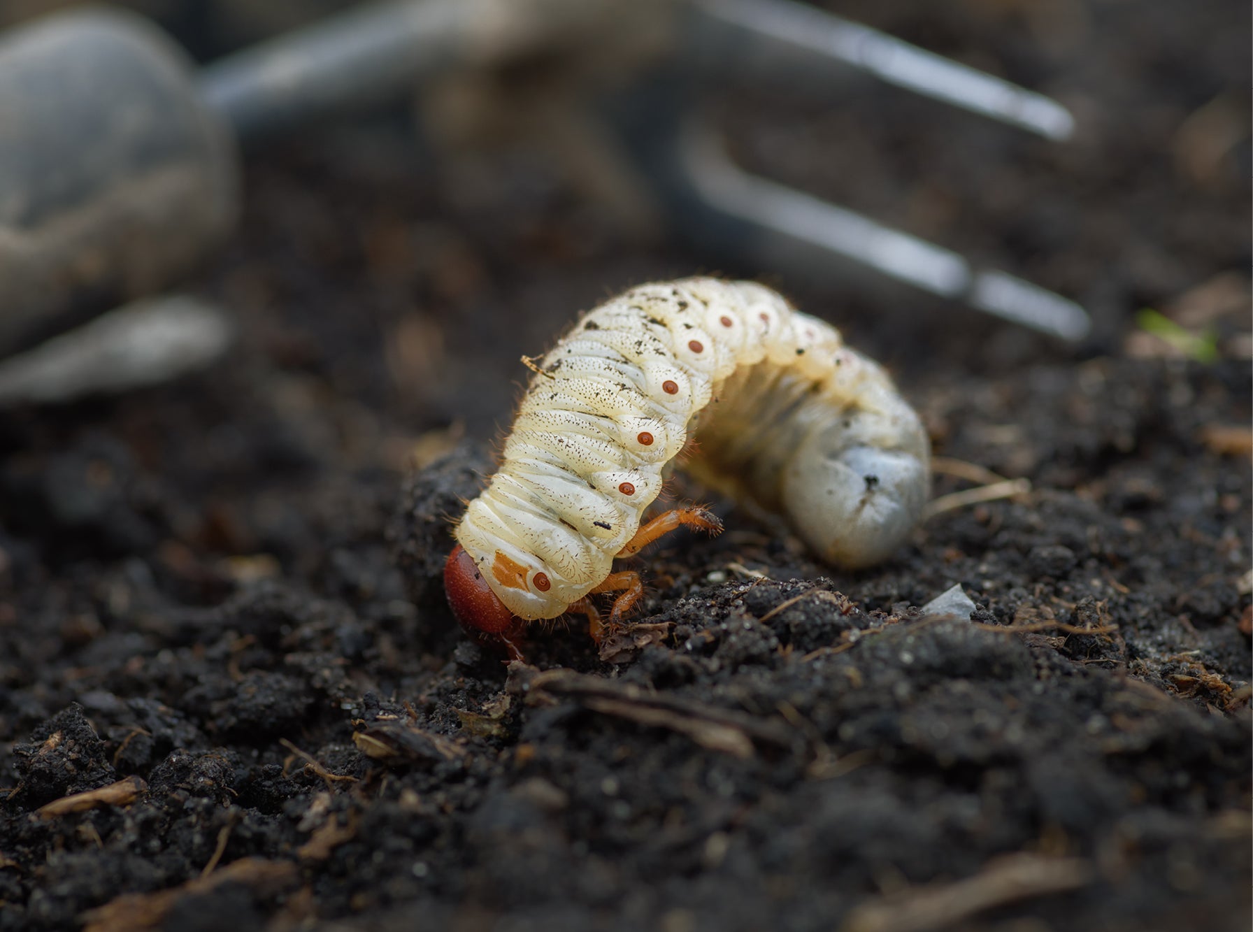 A very close up image of a grub in some soil.