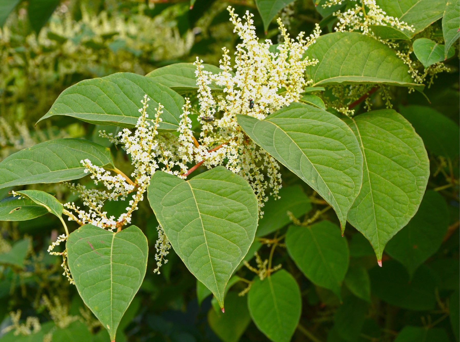 An image of japanese knotweed with white flowers.