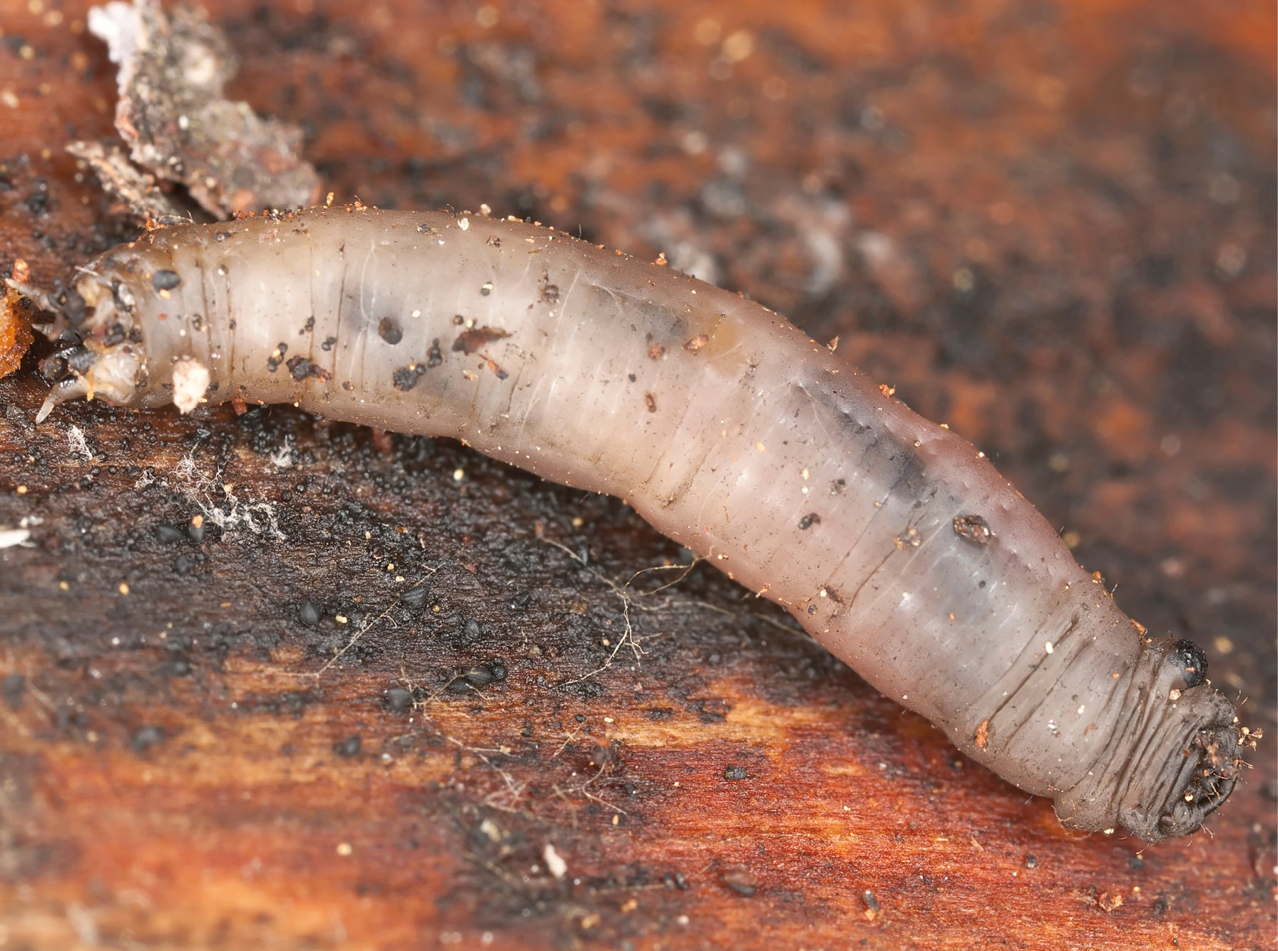 A very close up image of a leaherjacket pest.