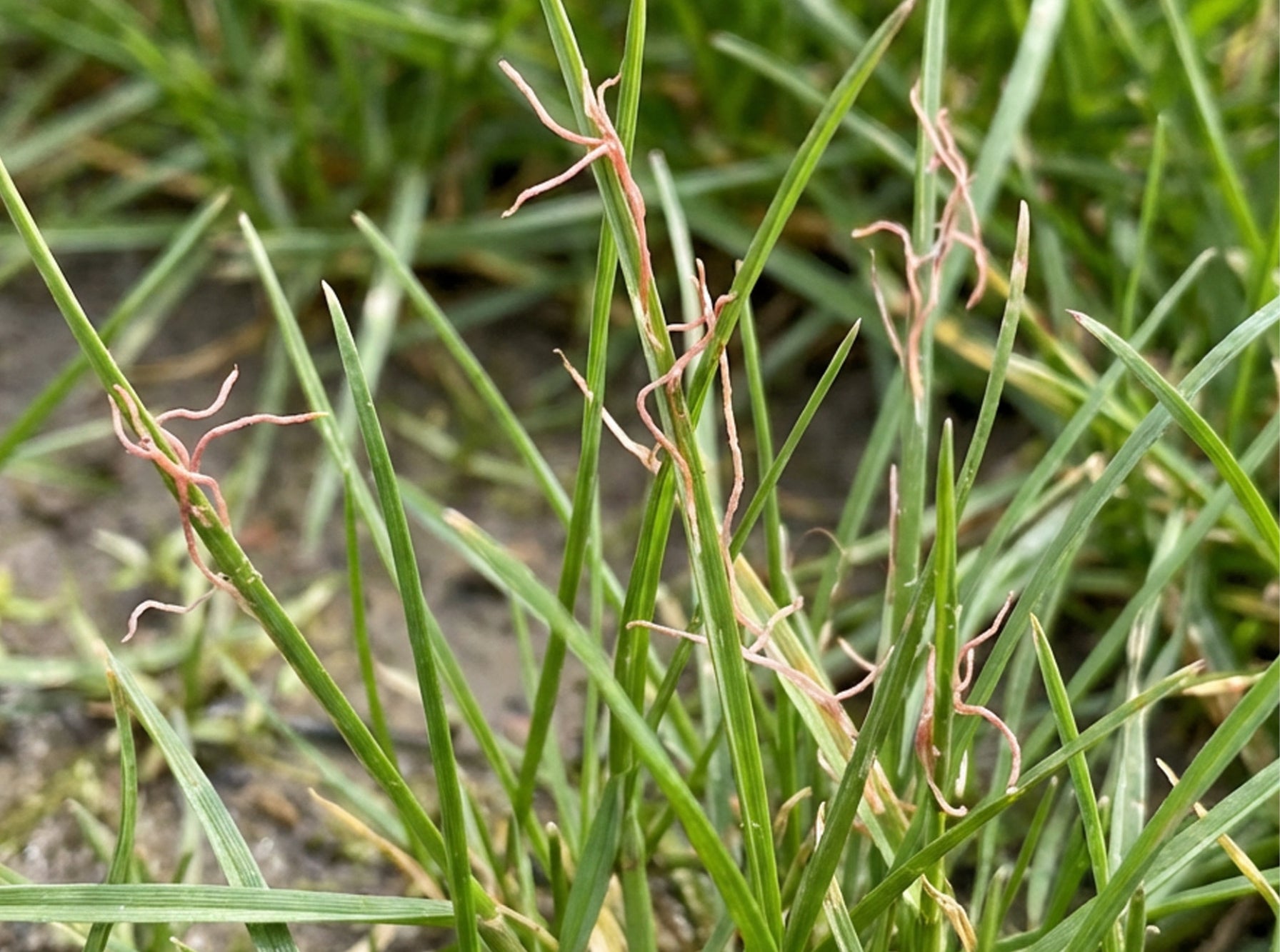 A close up image of red thread fungus in grass.
