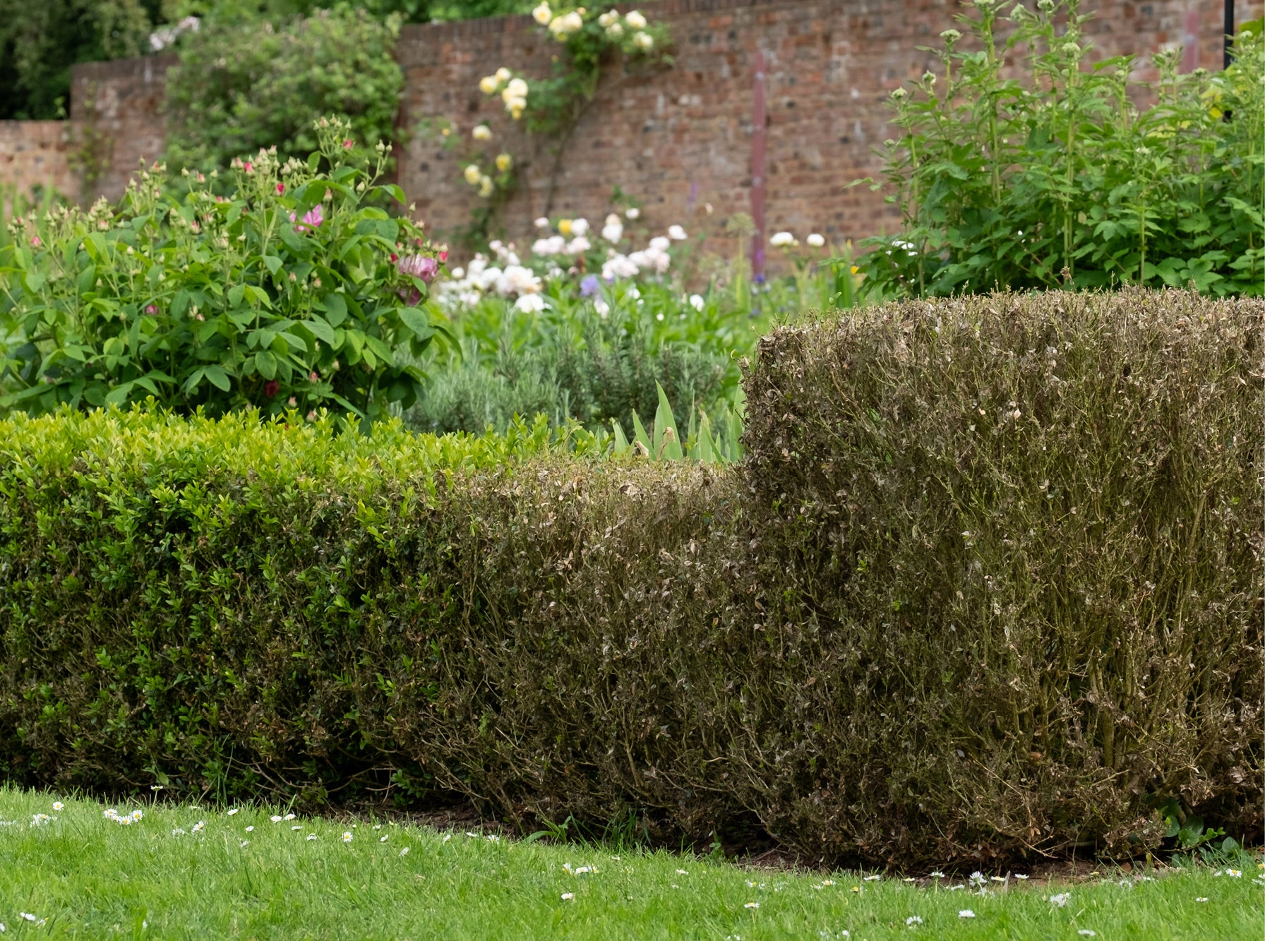 An image of a hedge, half of the hedge invaded with boxblight and the other half is fine.