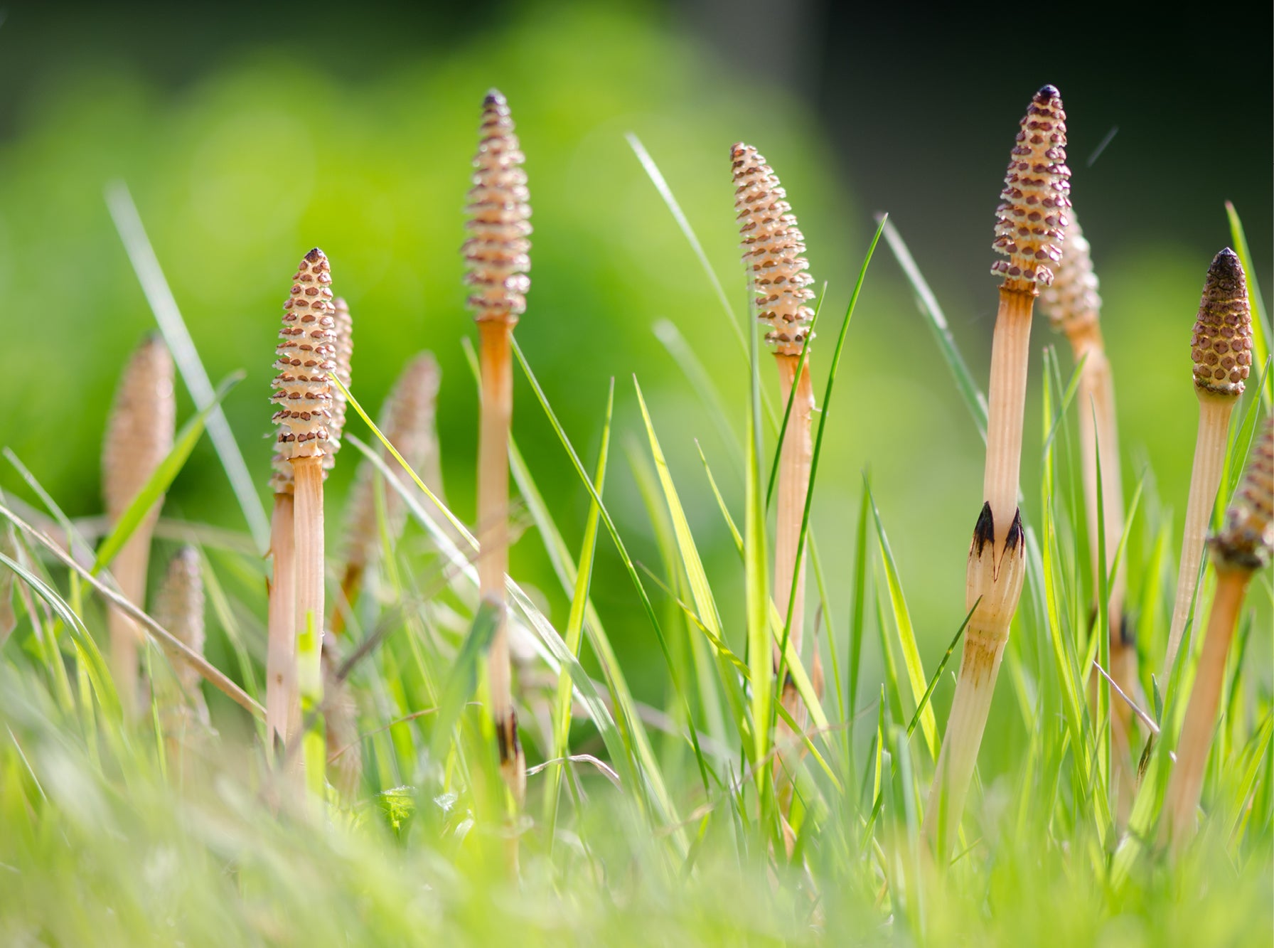 A close up image of some invasive mare's tail in grass.