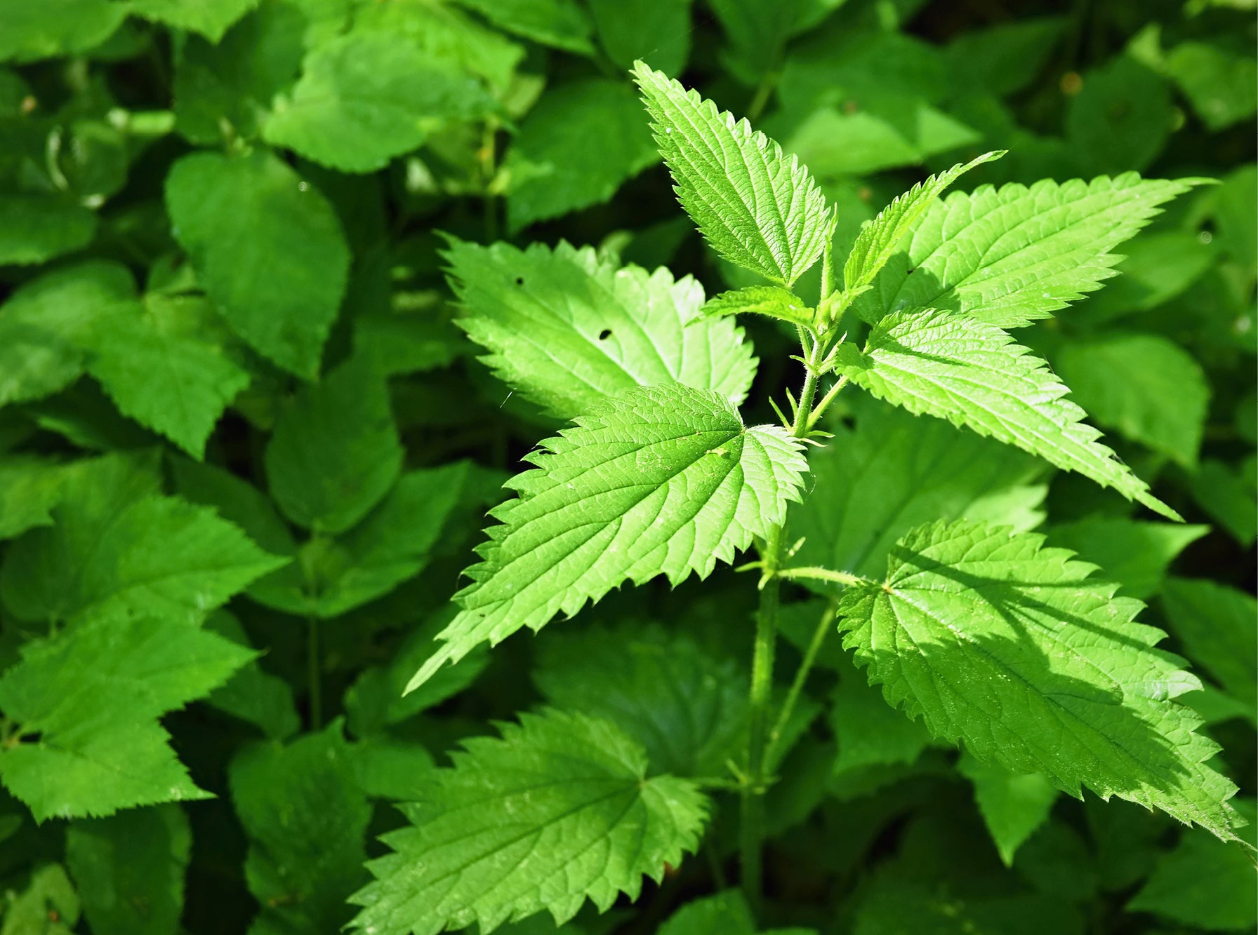 An image of a nettle among some leaves.