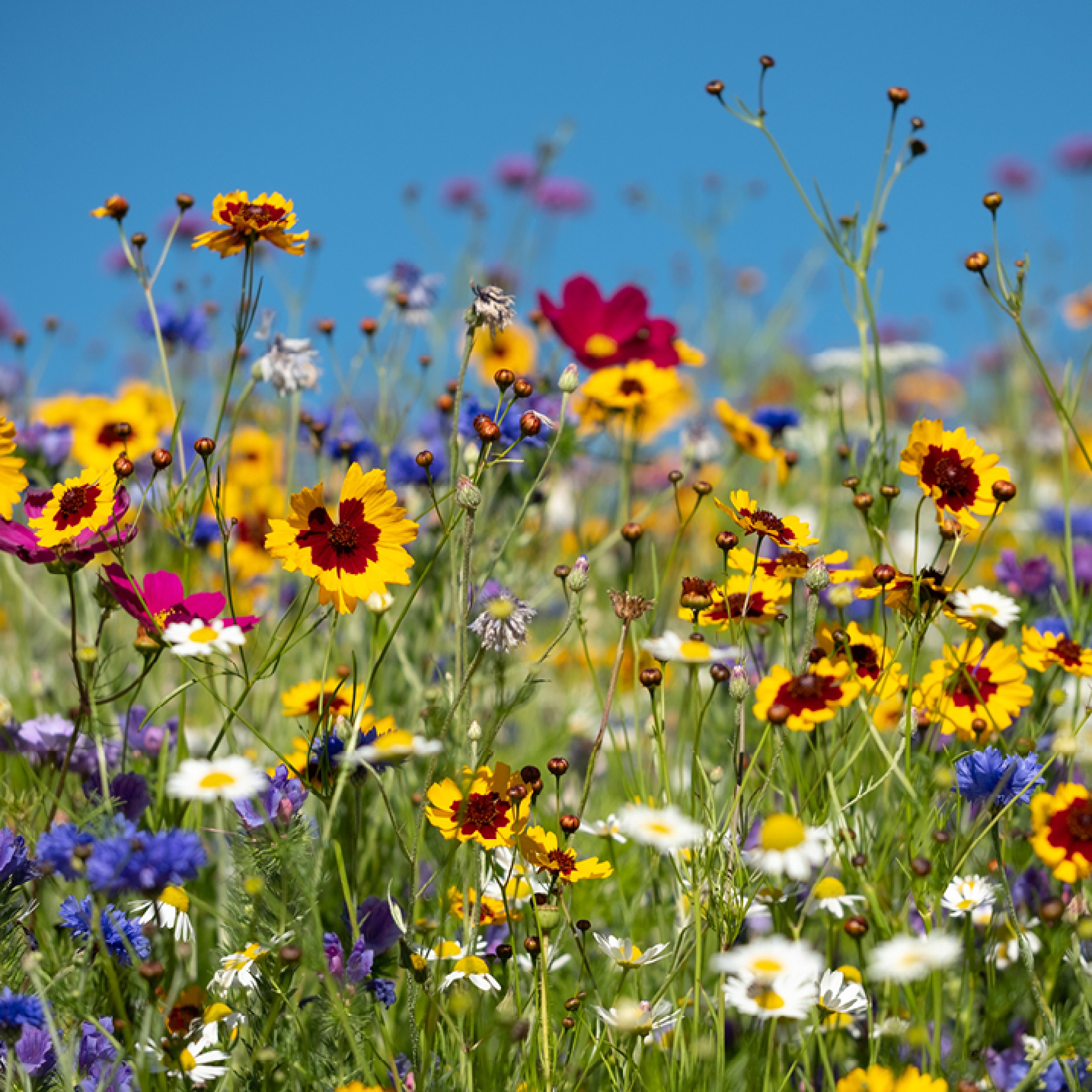 An image of some wildflowers against a blue sky.