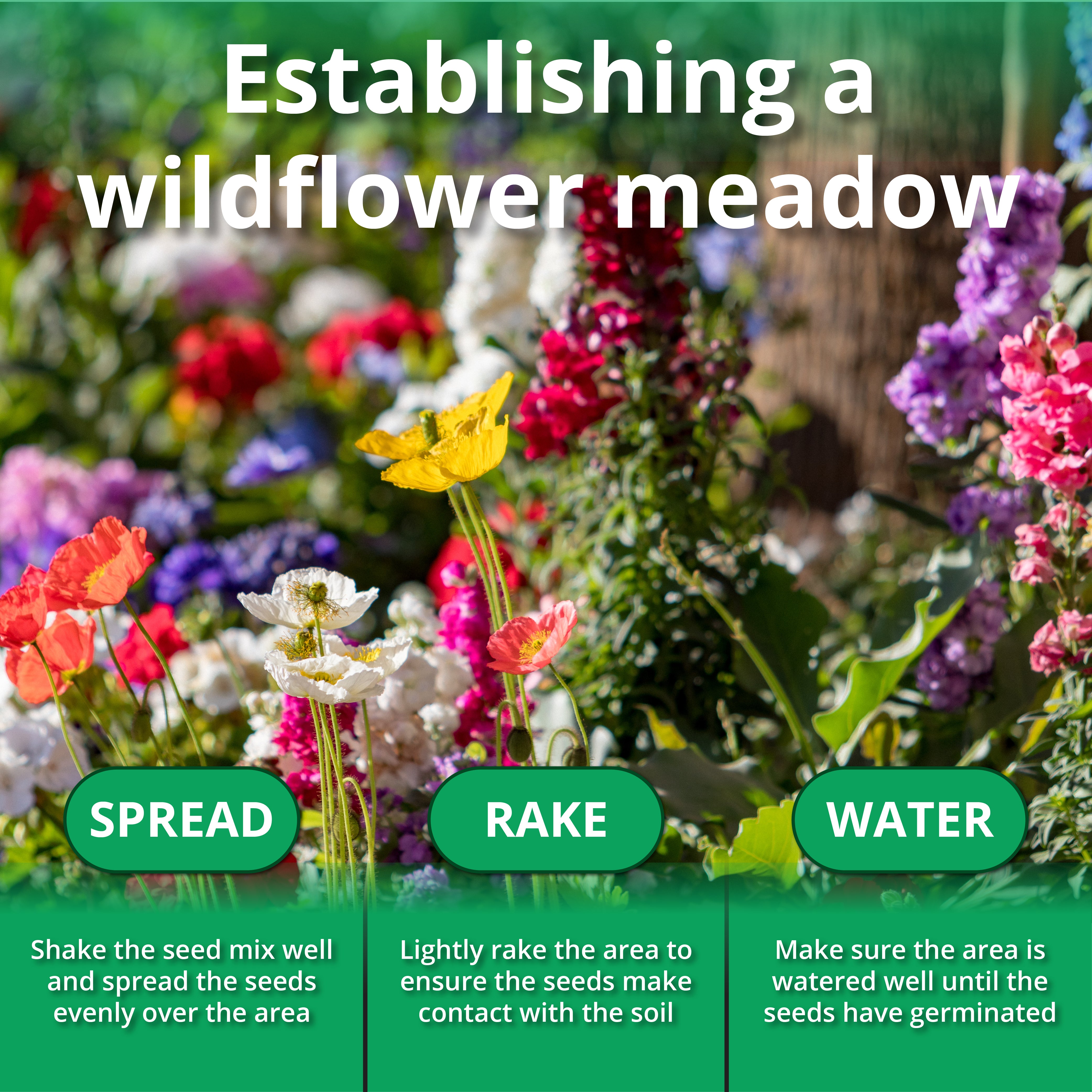wildflower seeds 1kg A1 Wild UK Native 100% Wildflower Seed Mix | Upto 1kg