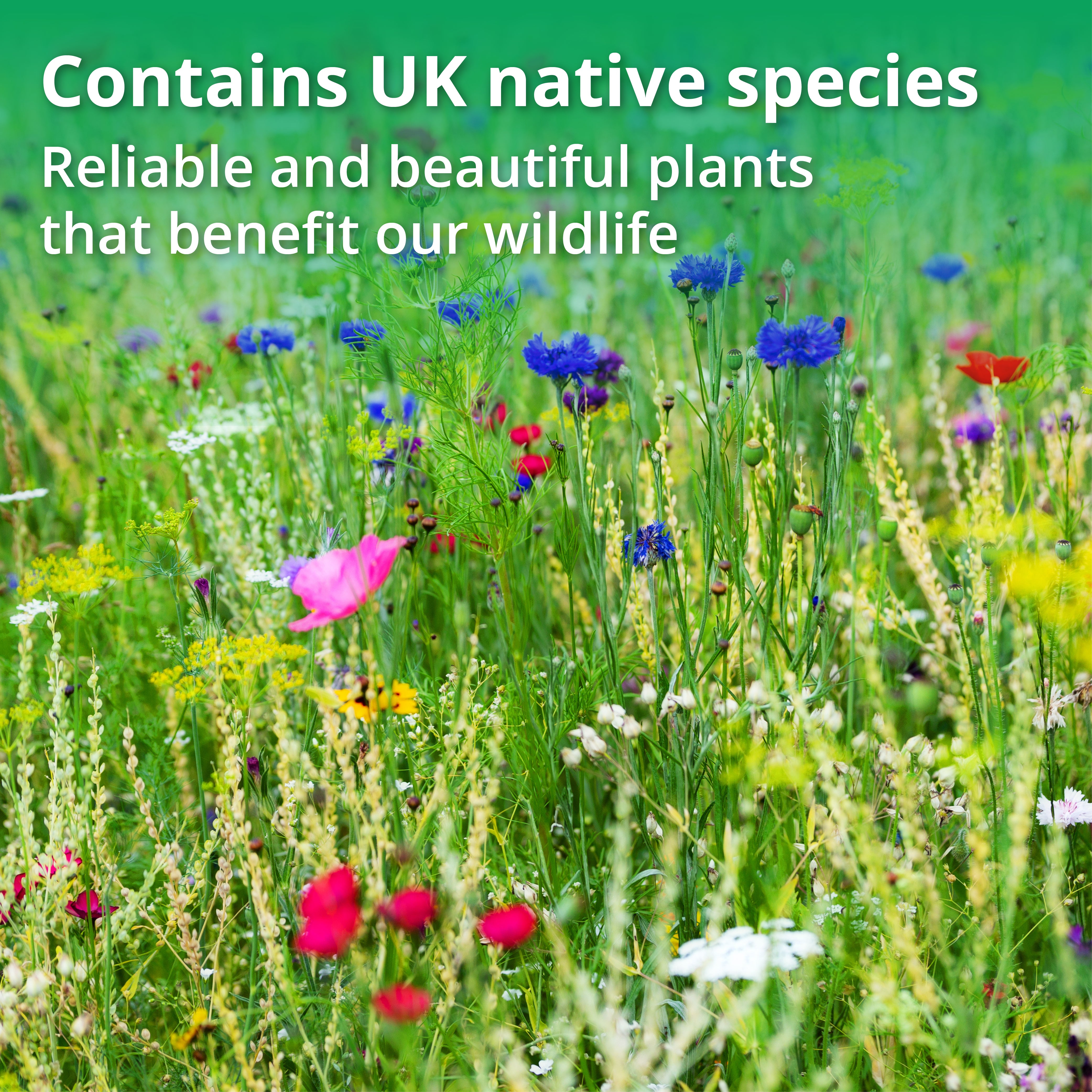 A1 Wild Bees and Pollinators 100% Wildflower Seed Mix (10g-1kg)