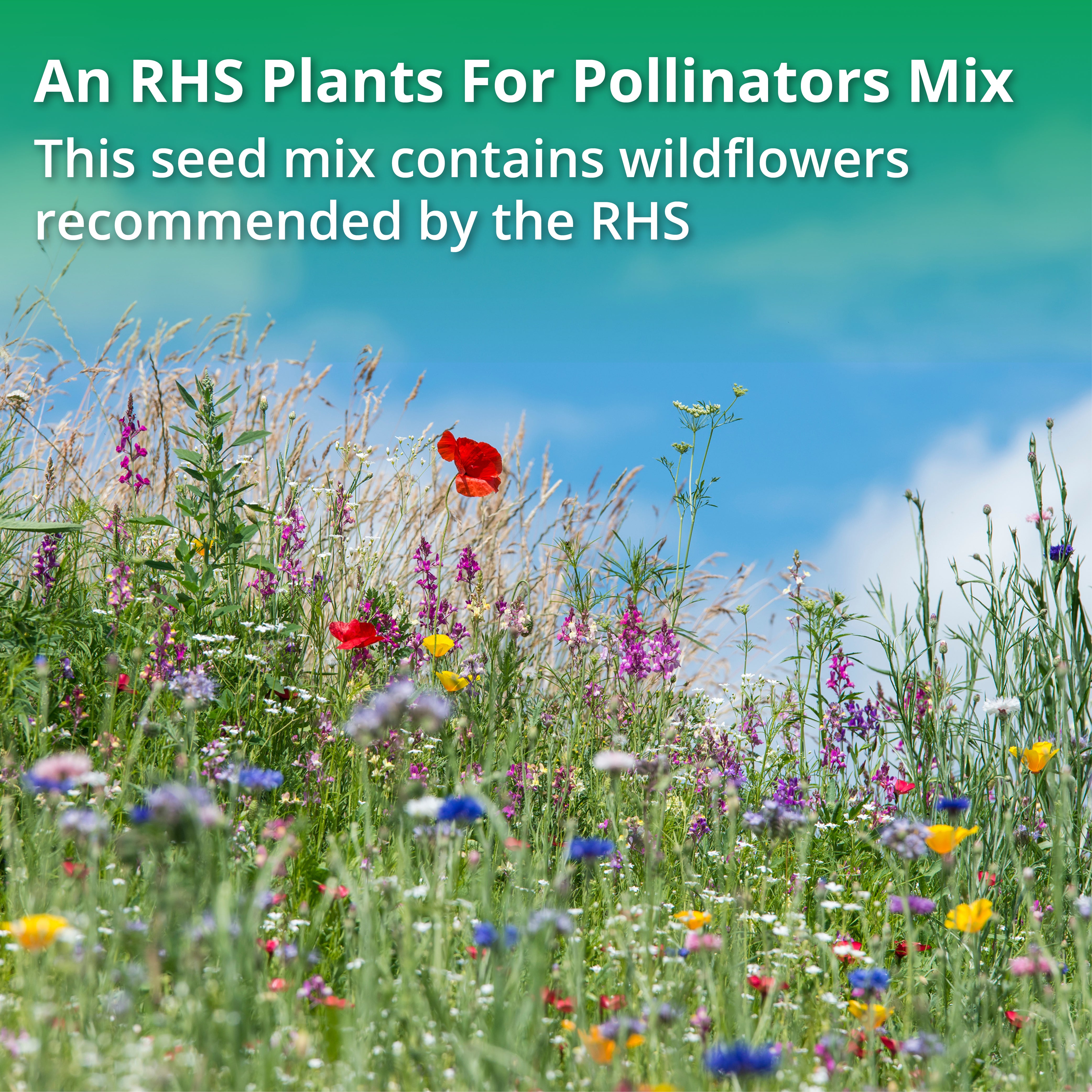 A1 Wild Bees and Pollinators 100% Wildflower Seed Mix (10g-1kg)