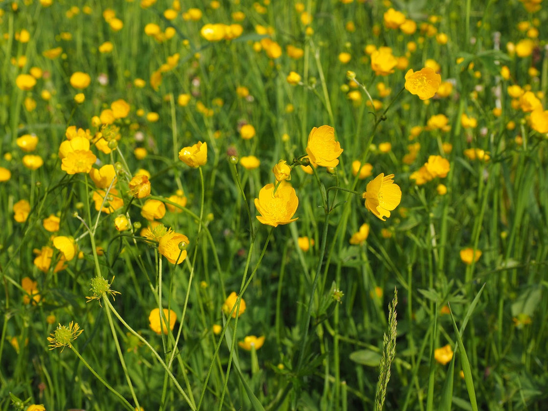 Controlling Buttercups: Treatment Guide | ProGreen