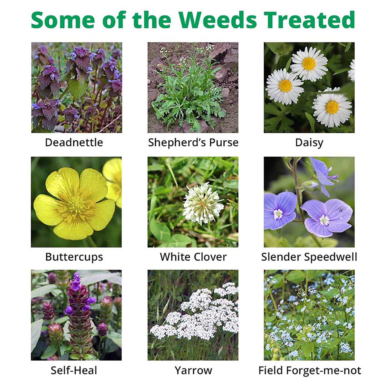 Images of various weeds with labels on a white background