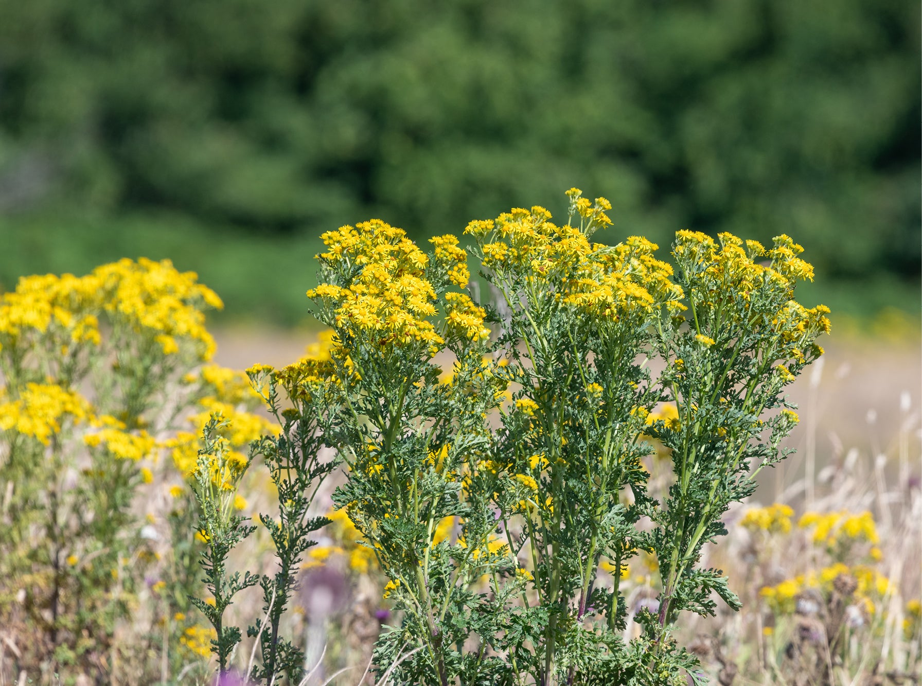 An image of ragwort blooming with yellow flowers