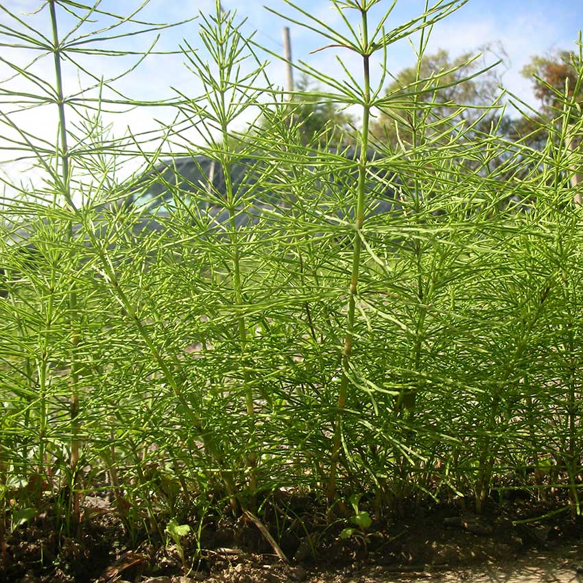kurtail herbicide Kurtail Evo Marestail Horsetail Professional Weedkiller