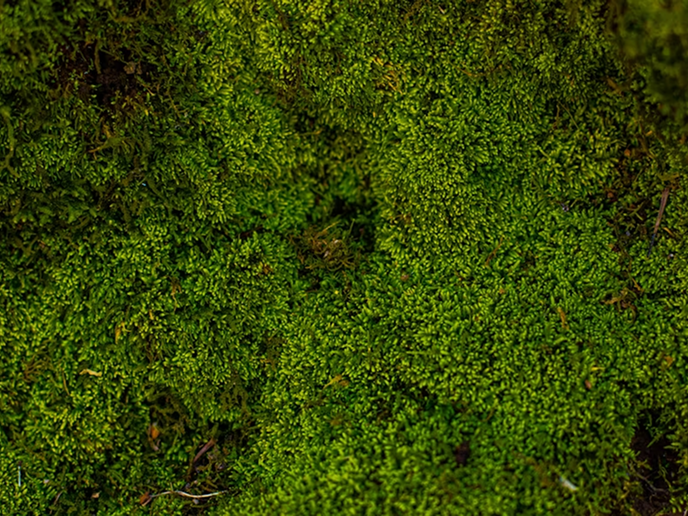 Media grid item image