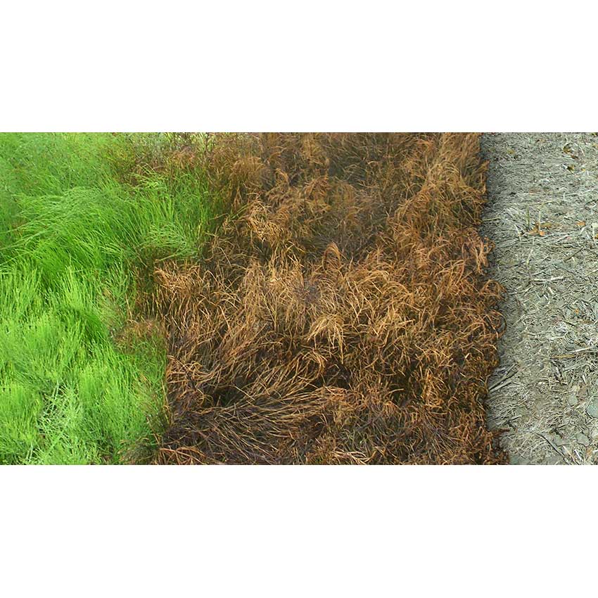 kurtail herbicide Kurtail Evo Marestail Horsetail Professional Weedkiller