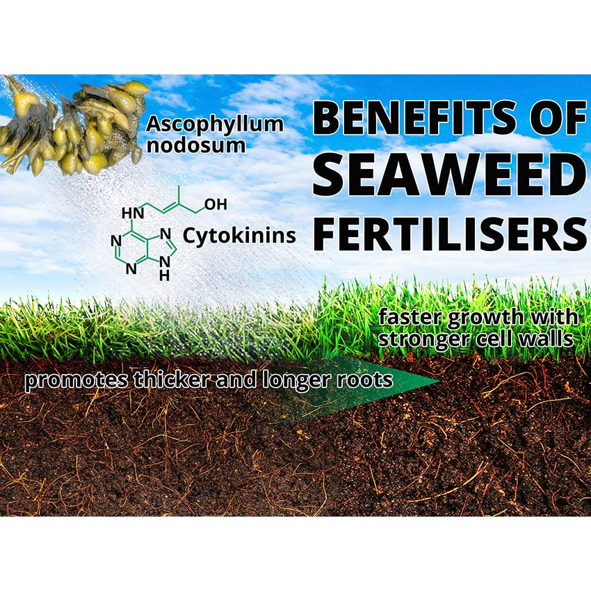Amvista G0 Kick-Start Fertiliser 10-4-4 + Seaweed (20kg)