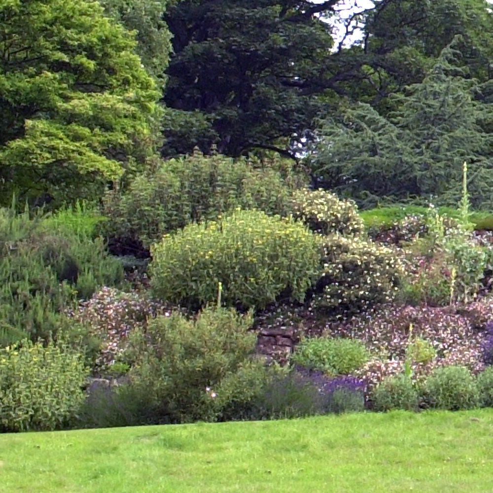 Arbor Gold Tree, Shrub and Hedge Fertiliser (950g, 5kg)