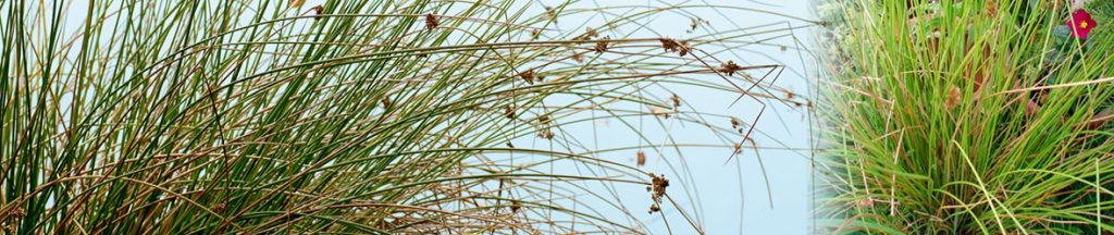 How To Control Soft Rush In Grassland & Pasture | ProGreen