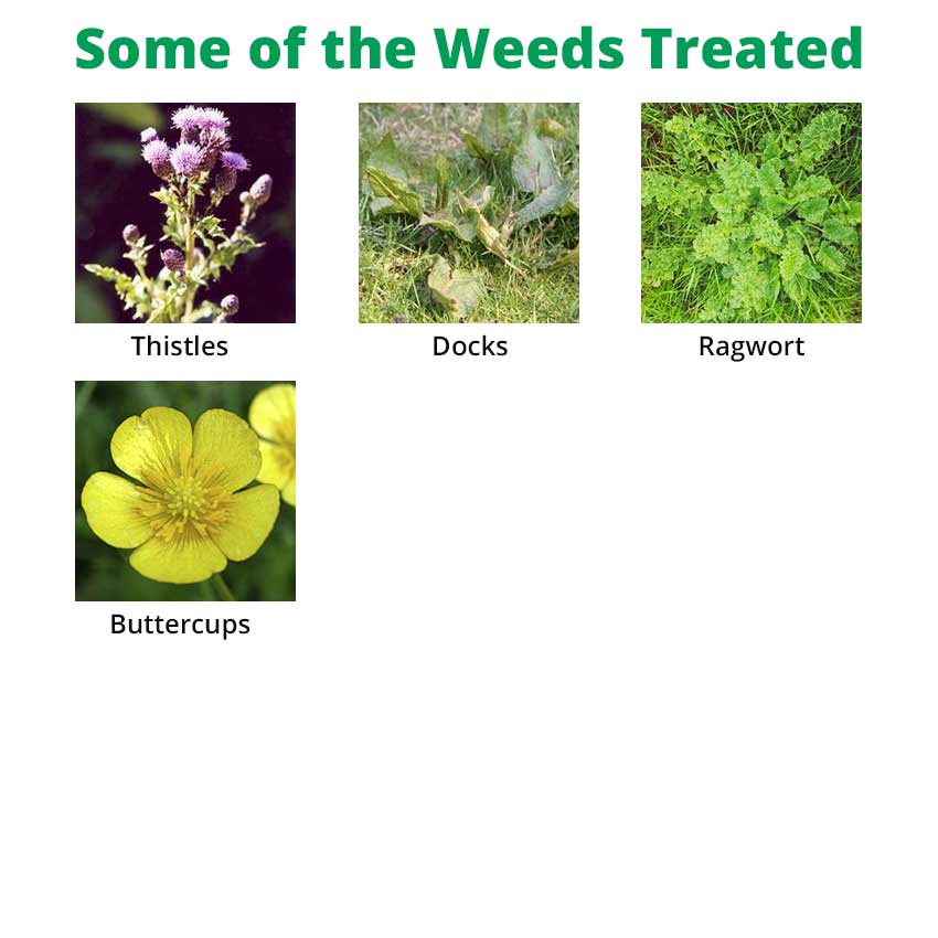 thrust herbicide Thrust Selective Ragwort Grassland Weed Killer 5L