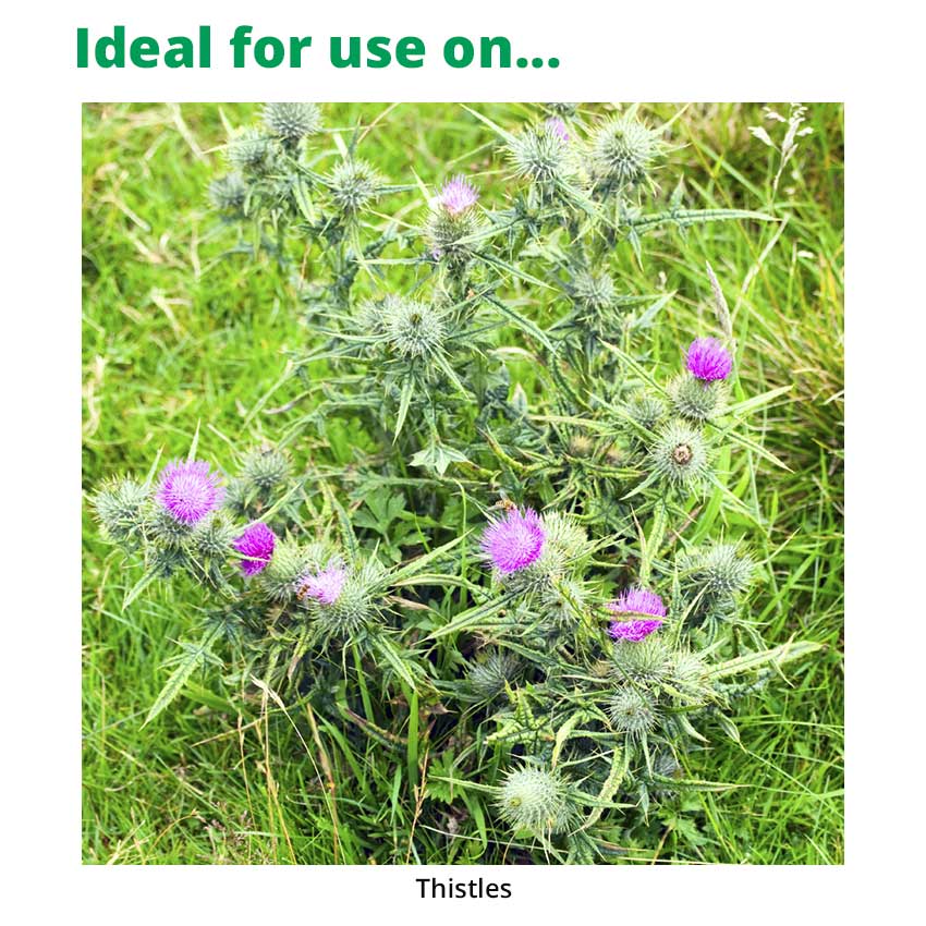 vivendi herbicide Vivendi 200 | Selective Paddock Weed Control