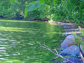 Pond Algae Treatment
