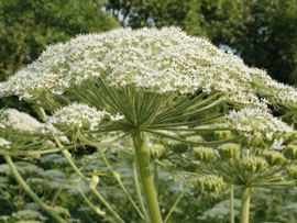 How to Get Rid of Giant Hogweed