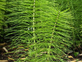How to control Horsetail / Mare's Tail