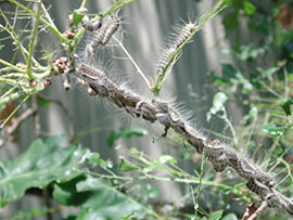 How to Get Rid of Oak Processionary Moth