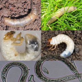 Leatherjacket & Chafer Grub Control with Nematodes – E-Learning