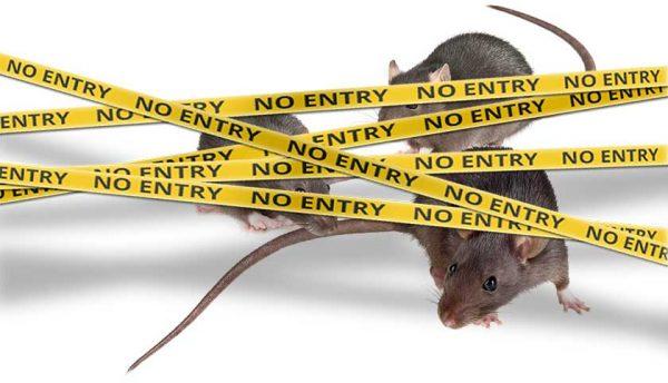 Rodent Proofing your Property
