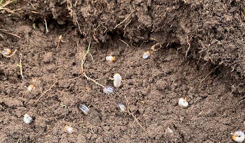 How to Get Rid of Chafer Grubs