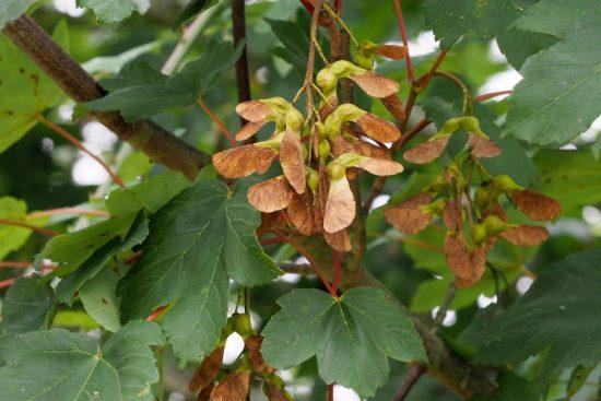 Dealing with sycamore seedlings in equine paddocks