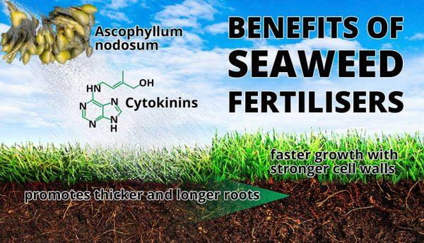 Seaweed Fertilisers - What are their benefits