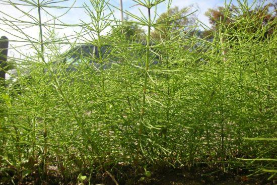The Ultimate Guide to Selecting the Best Weedkiller for Horsetail