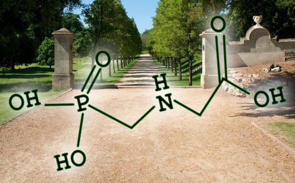 Can Glyphosate Affect your Health?