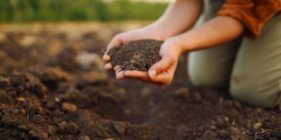 Explained: How Soil pH Can Affect Plant Growth