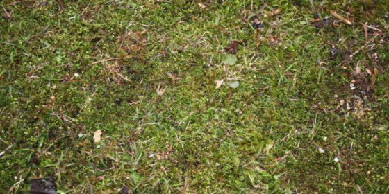 Most effective lawn moss control: top 5 solutions that actually work