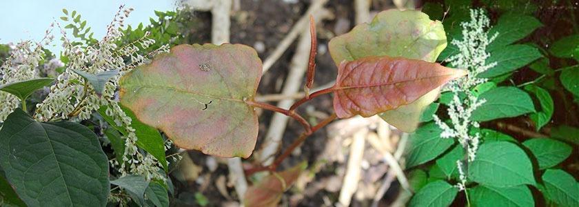 Japanese Knotweed - What you need to know