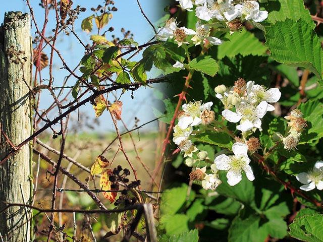 Brambles- Problems & Questions- The bane of a gardeners life?