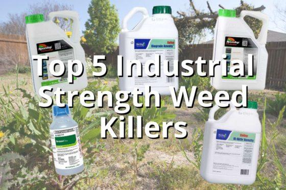 Top 5 industrial-strength weed killers that get results
