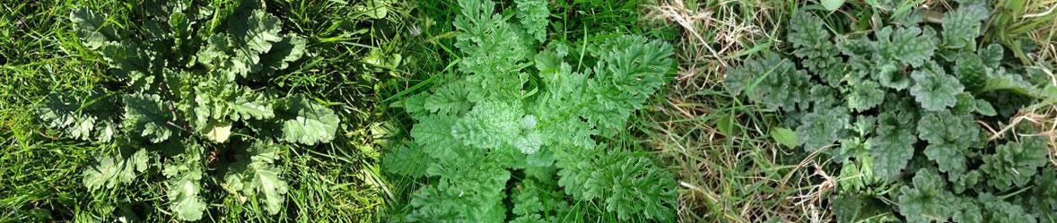 How to Remove Ragwort Weeds - A Step-By-Step Guide