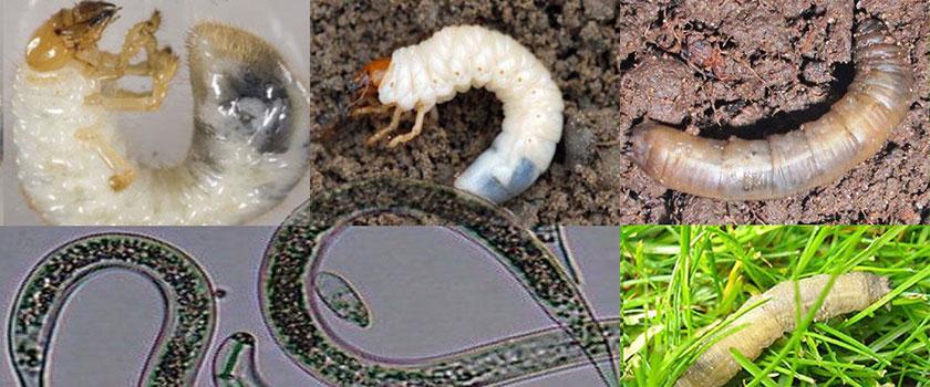 NEMASYS - BIOLOGICAL SOLUTIONS FOR CHAFER GRUBS AND LEATHERJACKET CONTROL
