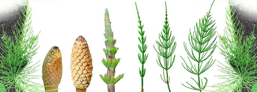 Horsetail / Mare's tail FAQs